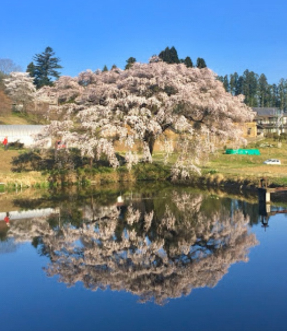 芳水の桜