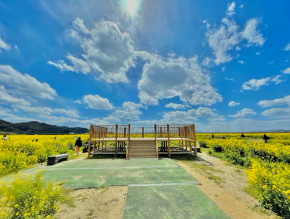 笠岡ベイファーム花畑展望台