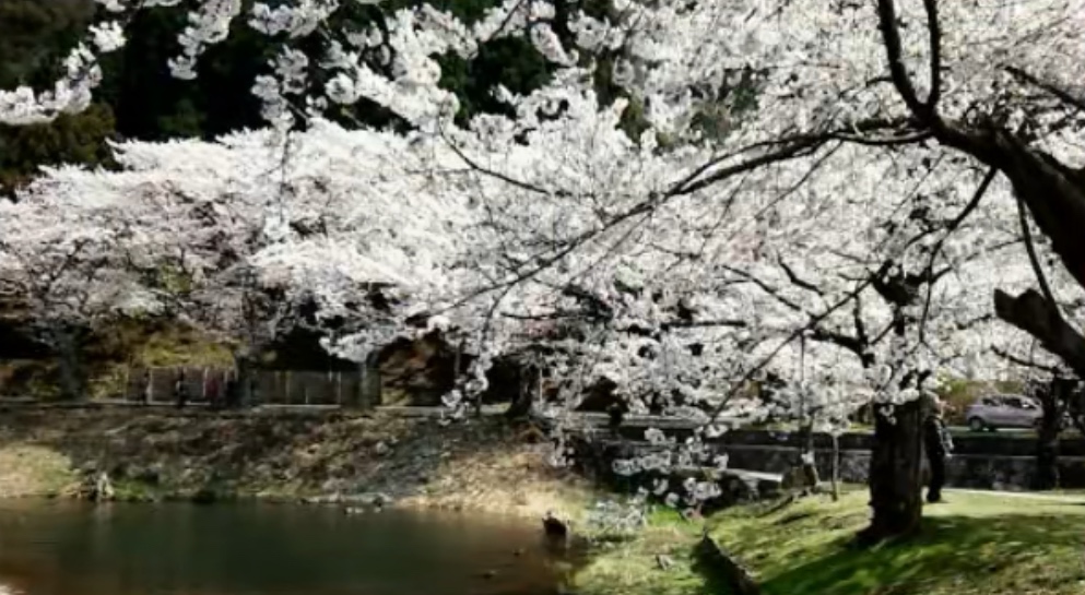 海津大崎の桜