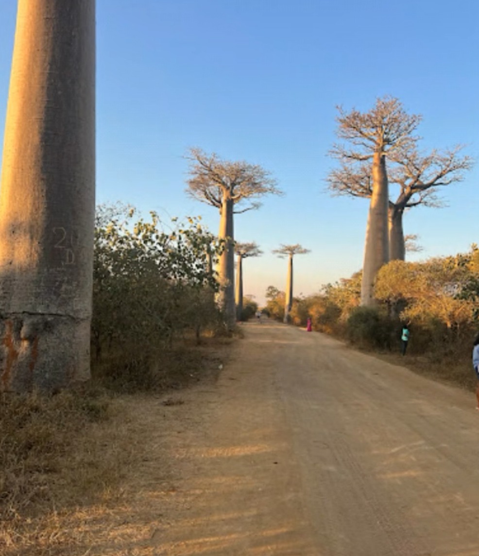 The Avenue of Baobabs