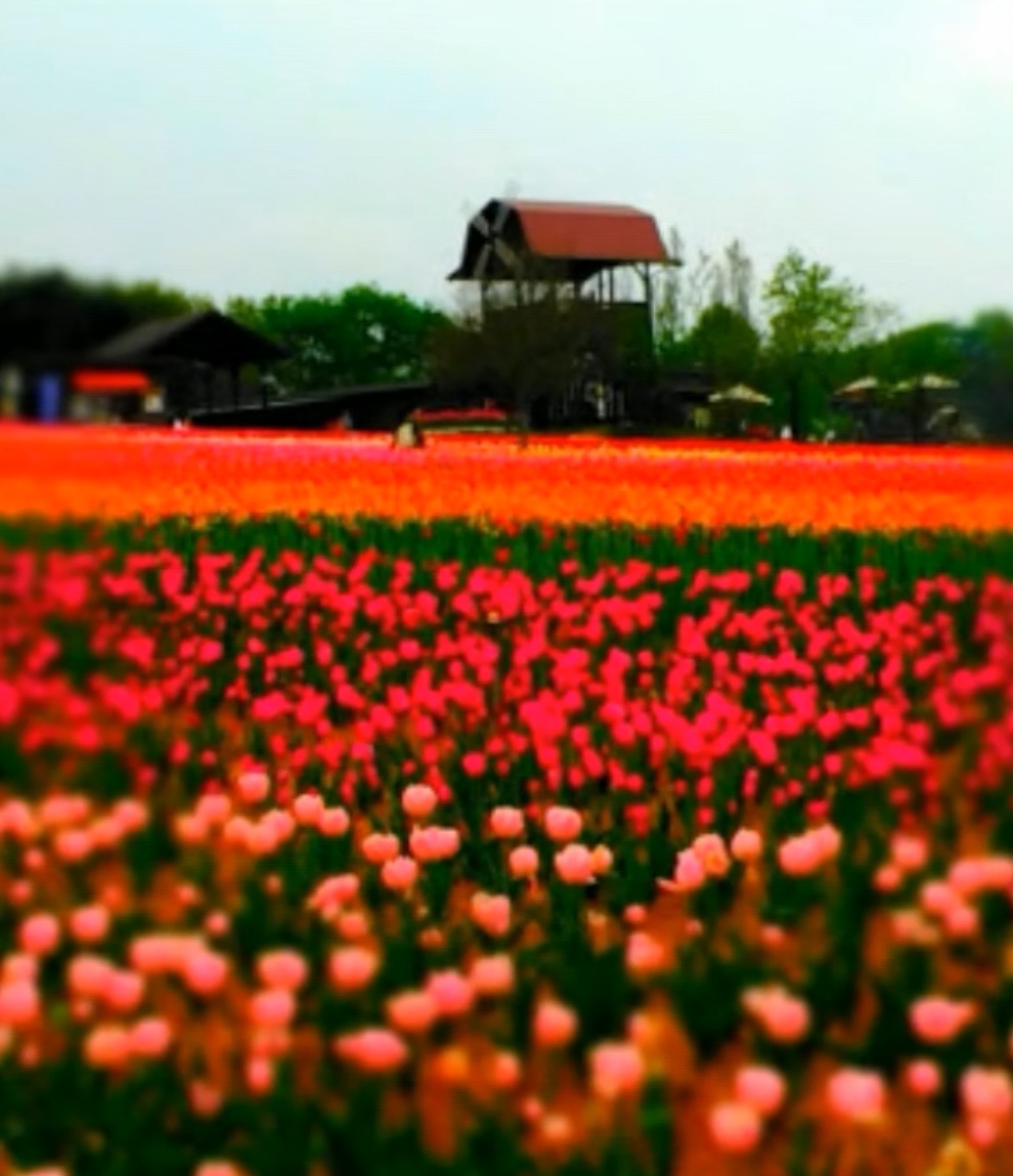 世羅高原農場 風車