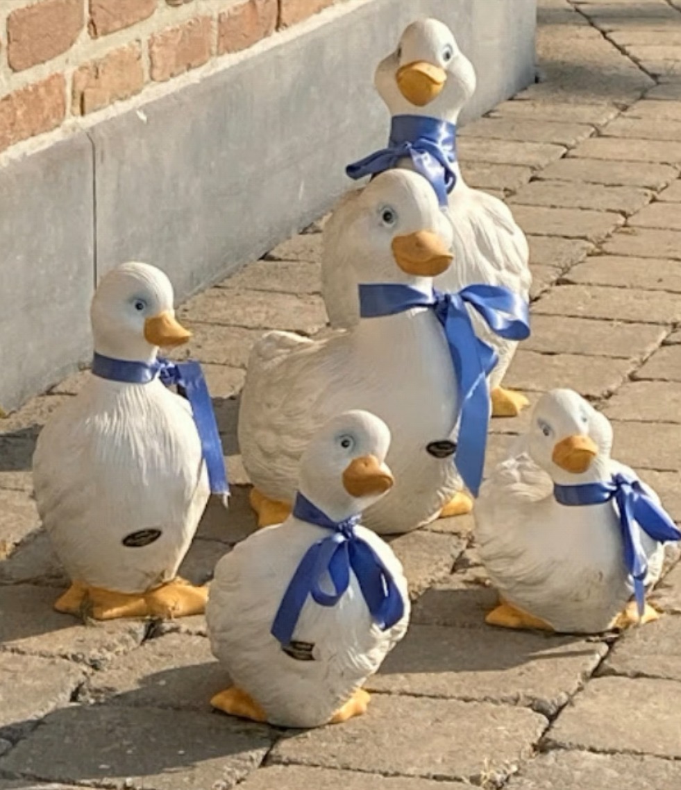 The happy duck family