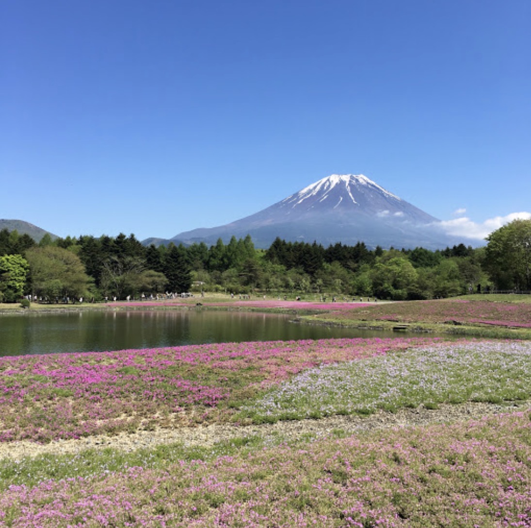 富士芝桜