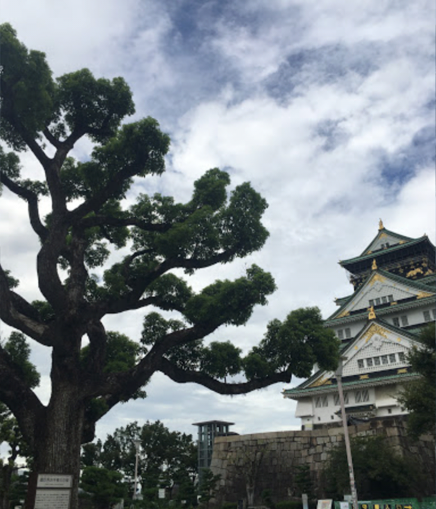 豊臣秀吉手植えの樟
