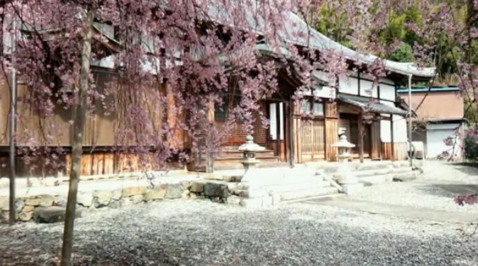 阿弥陀寺としだれ桜