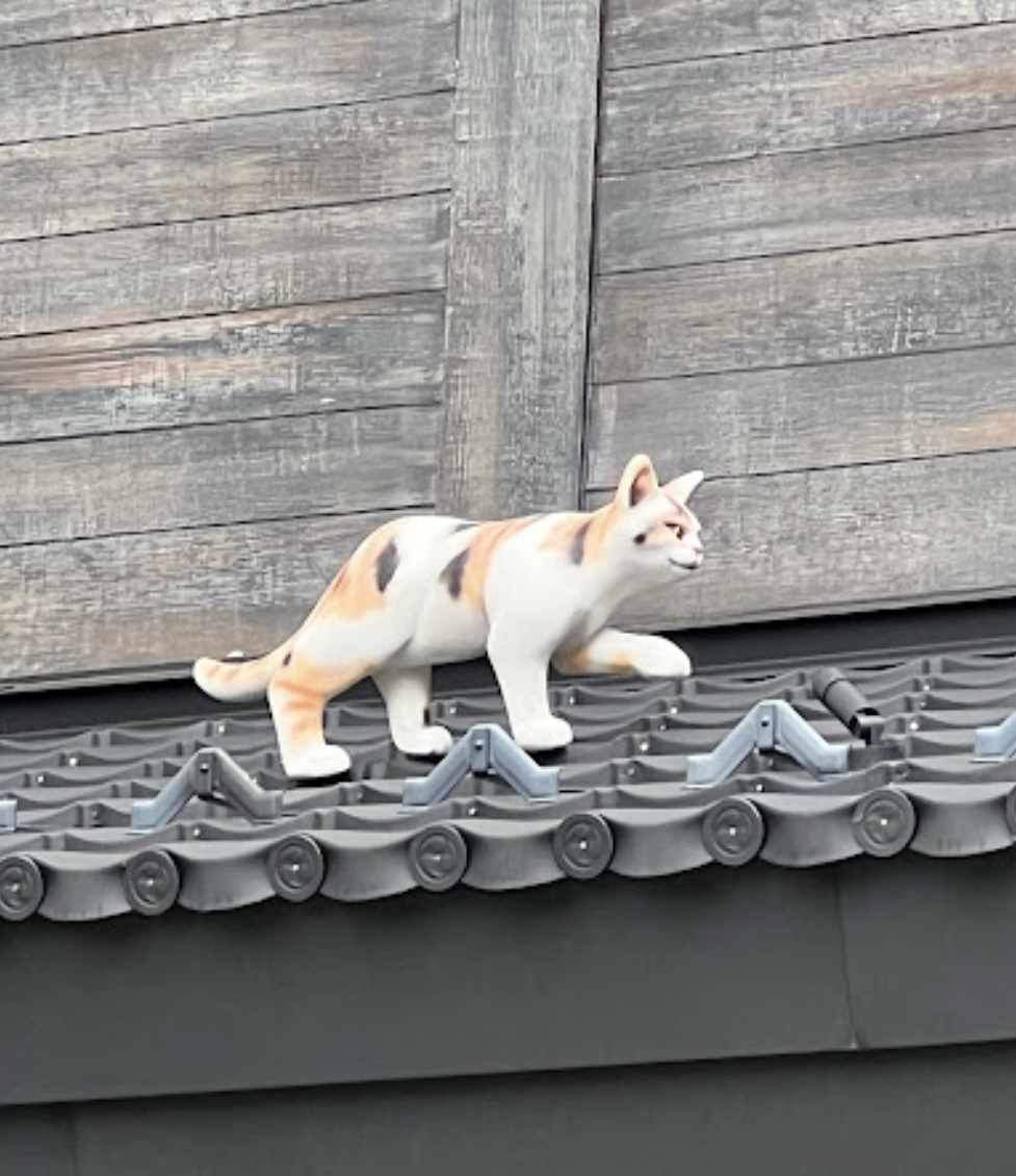 根の上の猫