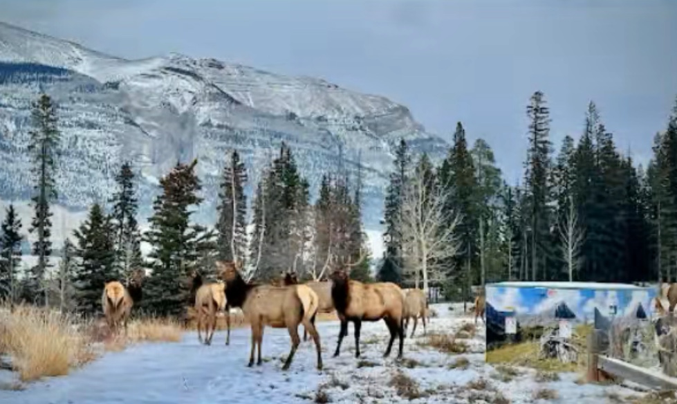 Beehive Wildland Provincial Park Box