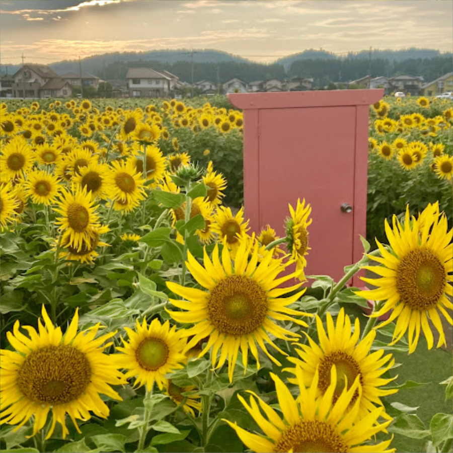 ひまわり畑のどこでもドア