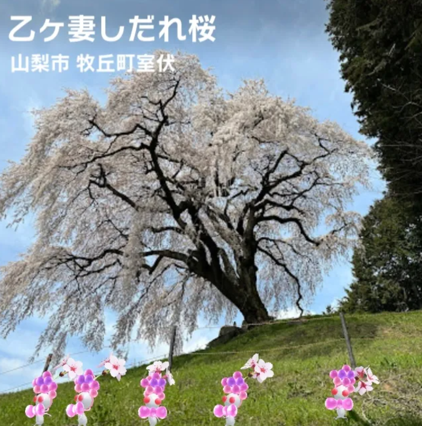 乙ヶ妻しだれ桜