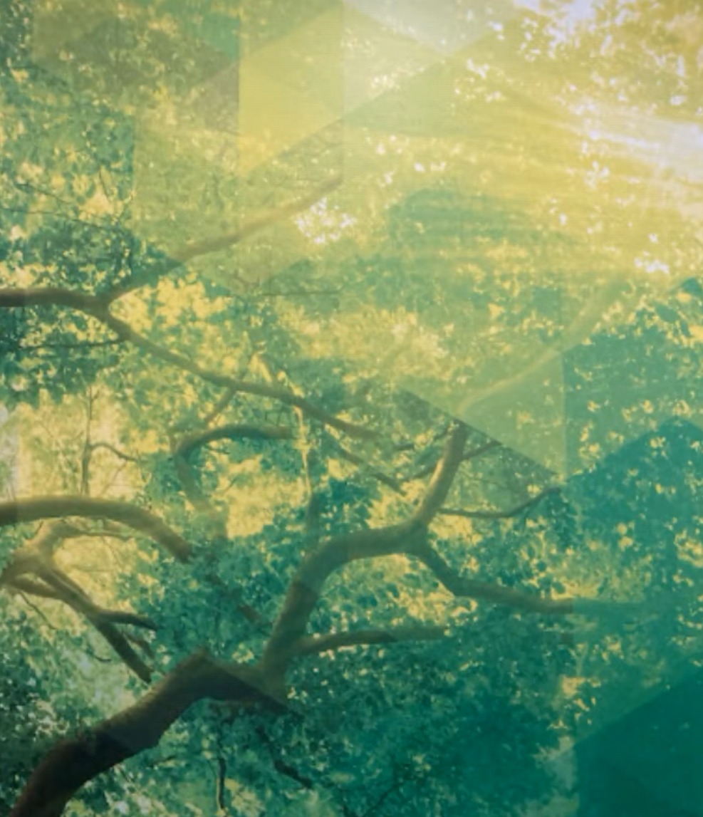 Green Tree Canopy Mural