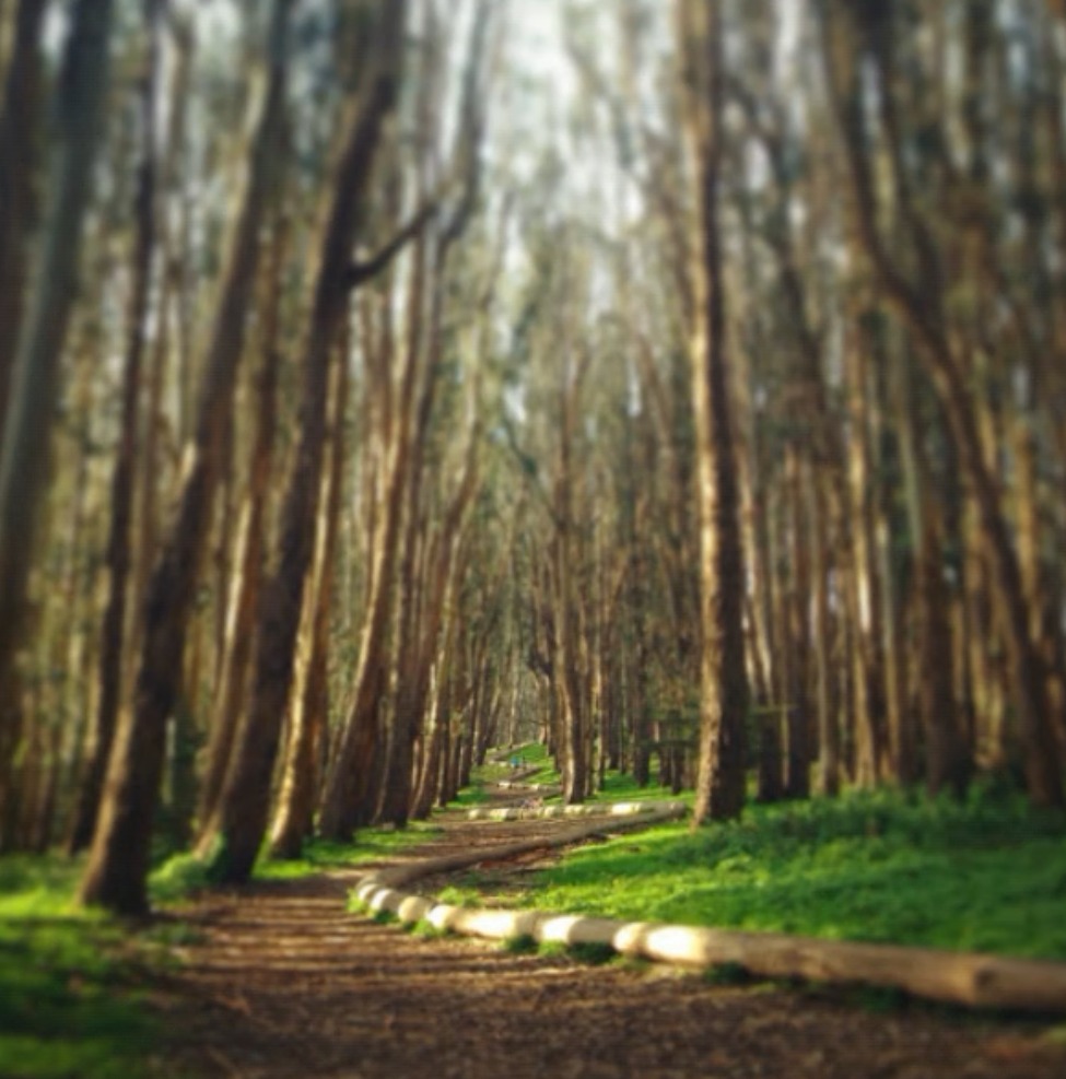 Tree Line By Andy Goldsworthy