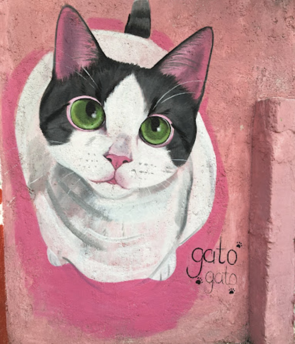 Gato gato