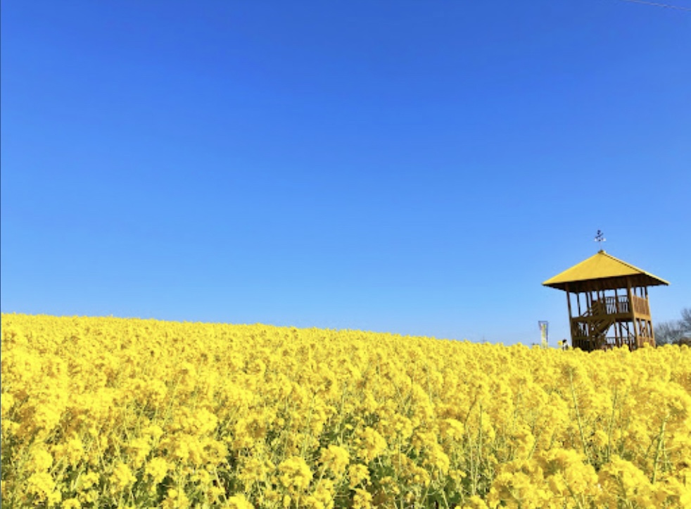 黄色の展望台