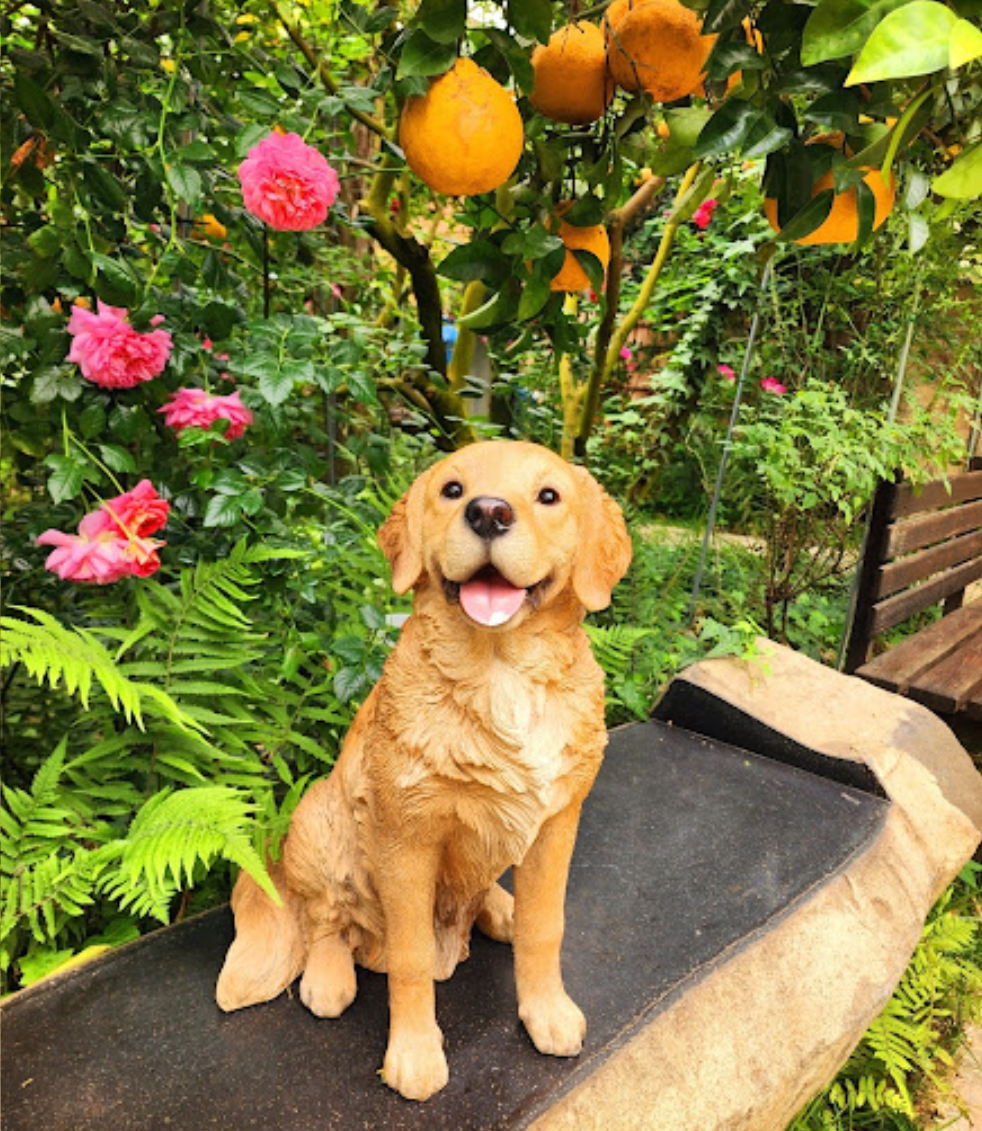 행복한 리트리버 A Happy Doggo