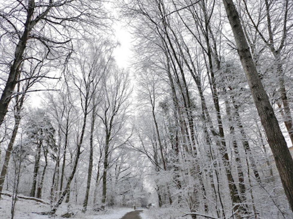 Ek- och hassellunden