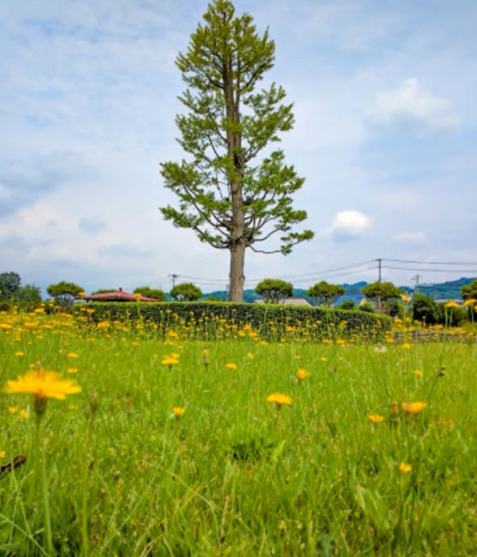 大塚山古墳の大銀杏