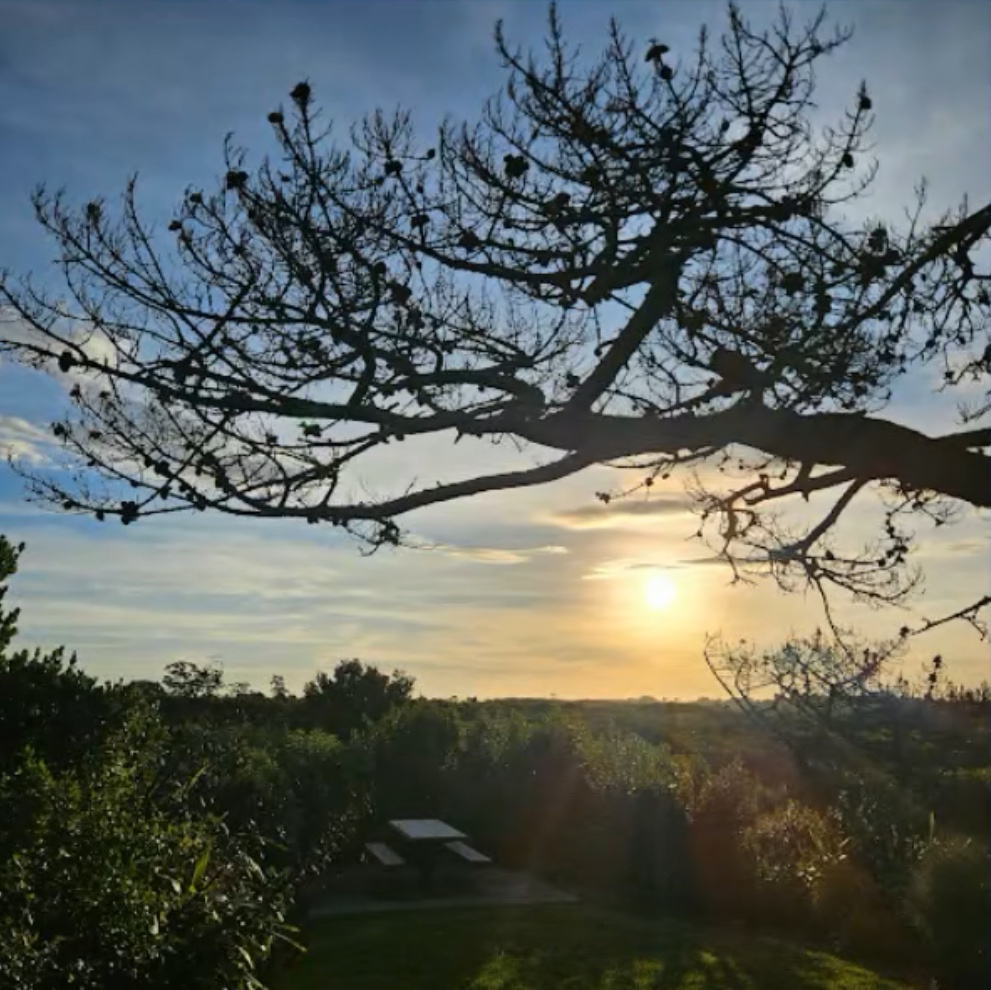 Picnic in Park Green
