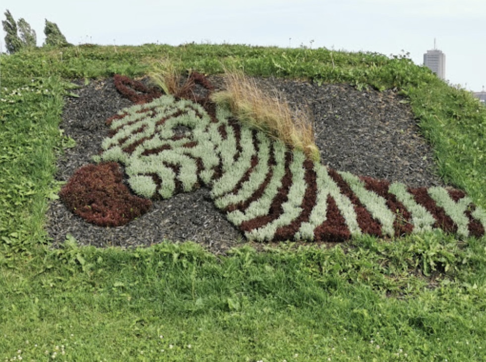 zèbre de végétation