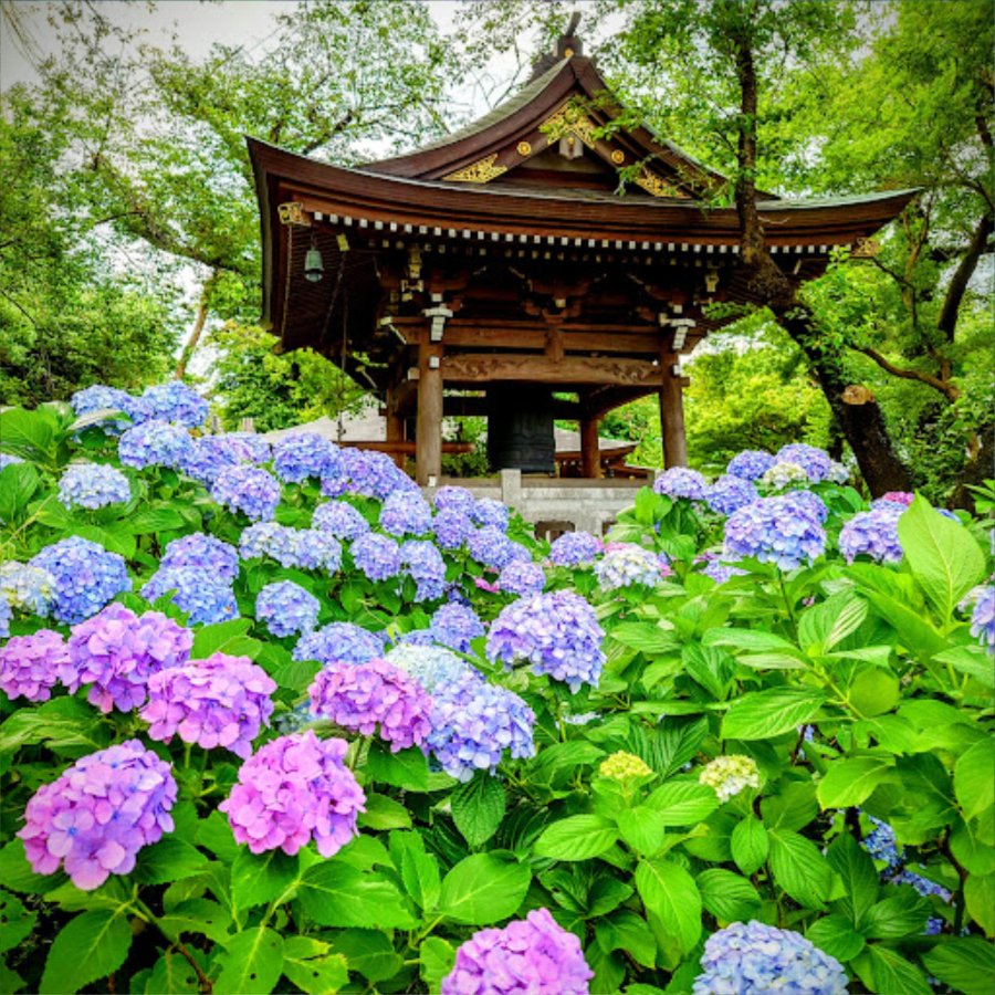紫陽花寺の鐘撞堂