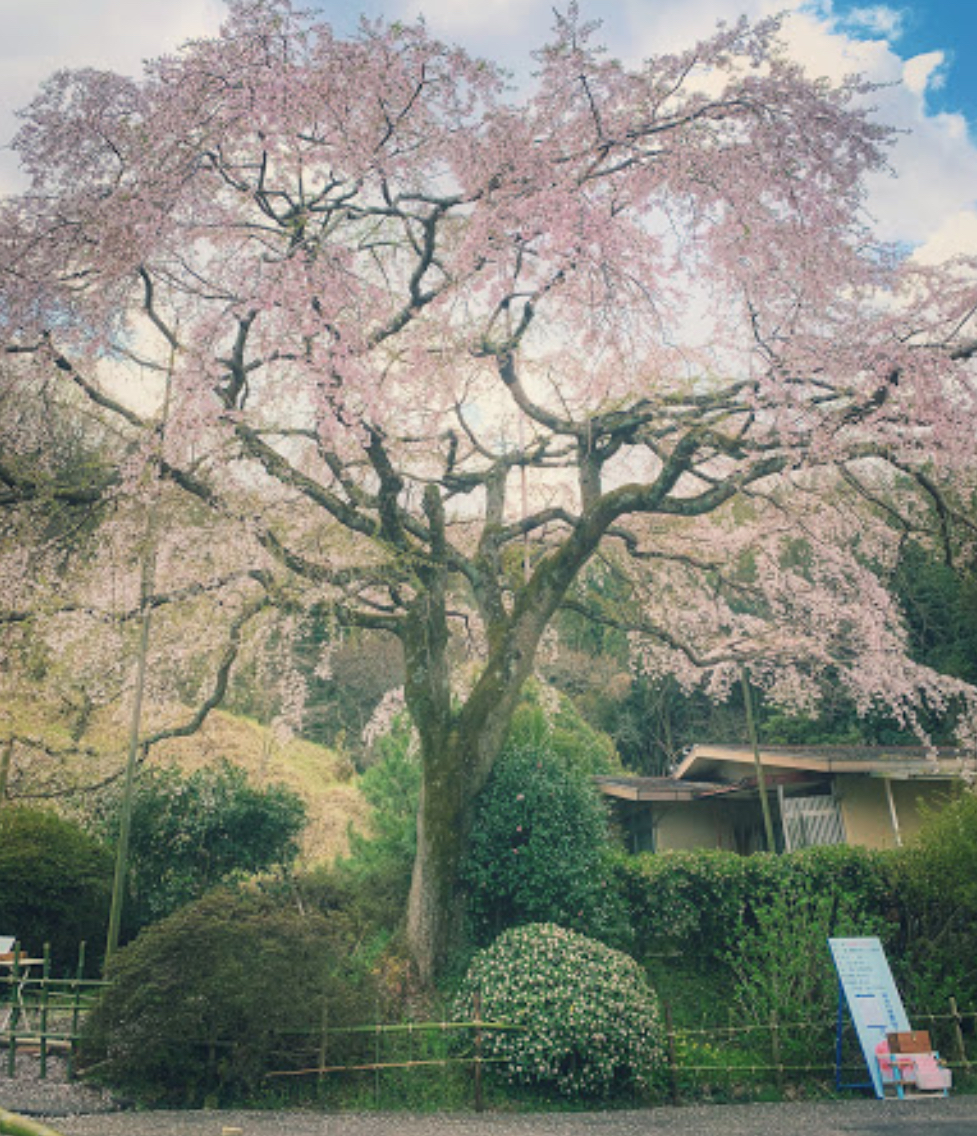 堀池のしだれ桜