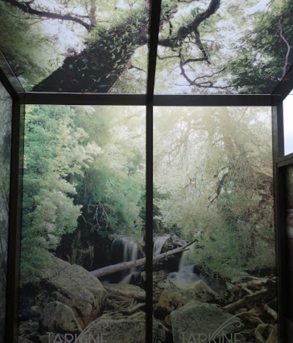 Rainforest Windows