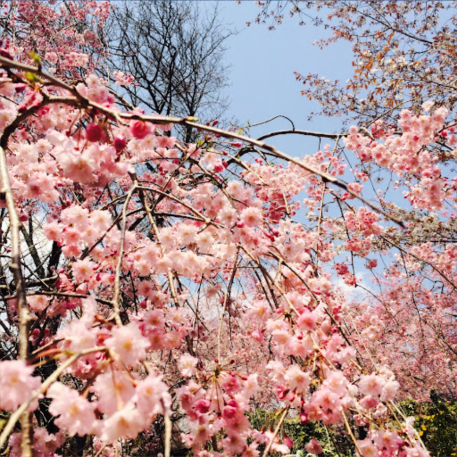 植物園樹木手帖【シダレザクラ】