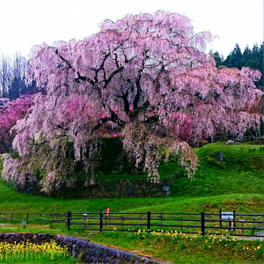 本郷の又兵衛桜