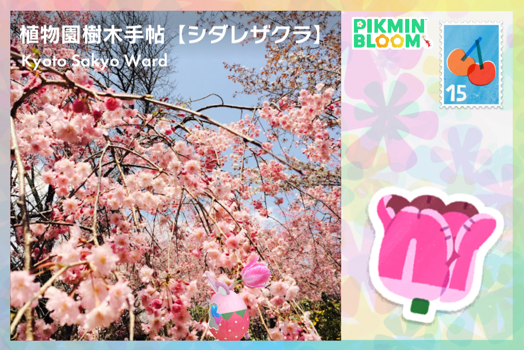 植物園樹木手帖【シダレザクラ】