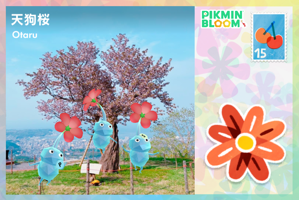 天狗桜