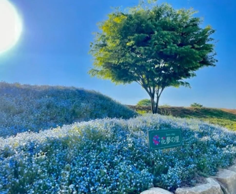 花夢の里