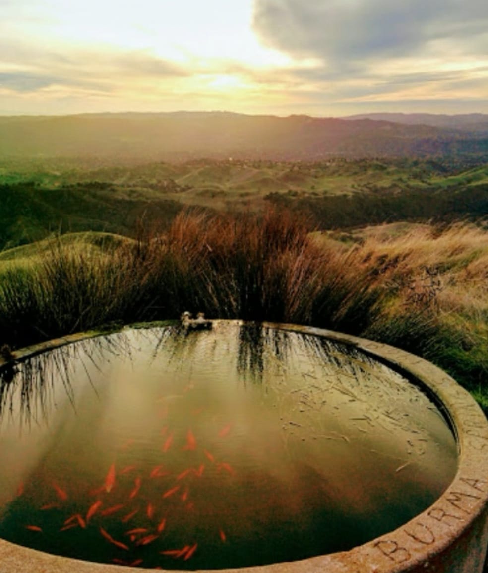 Goldfish Pond