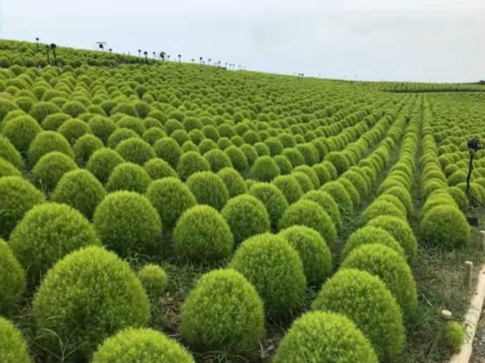 みはらしの丘