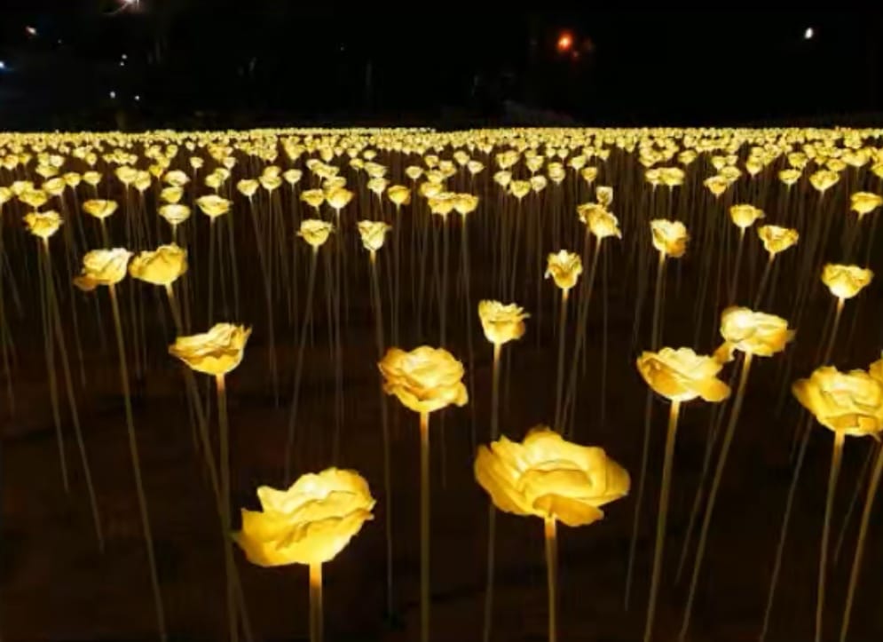 Roses of Light