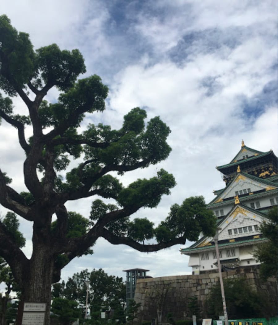 豊臣秀吉手植えの樟