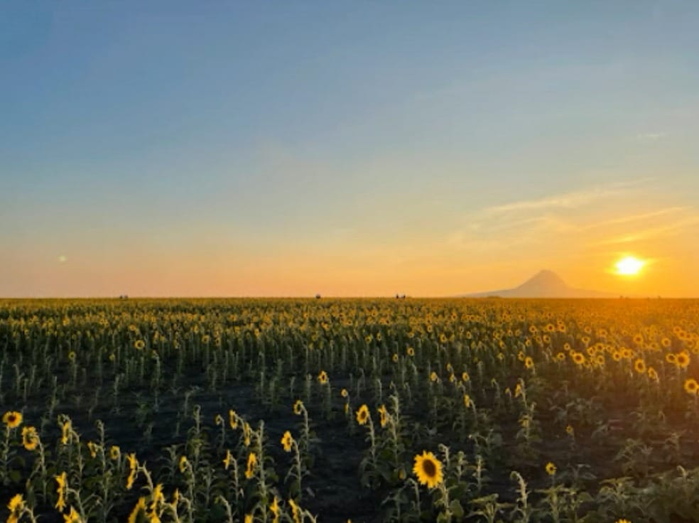 Campo De Girasoles