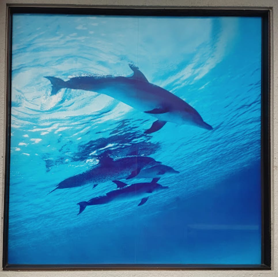 Dolphin