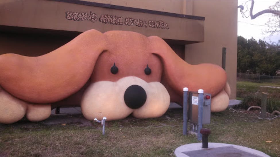 Bravo Dog