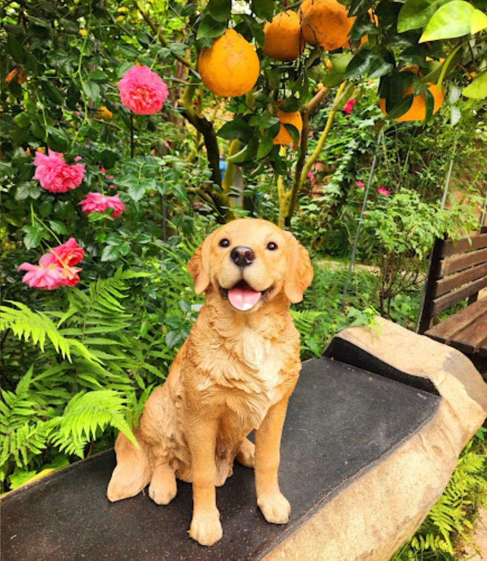 행복한 리트리버 A Happy Doggo