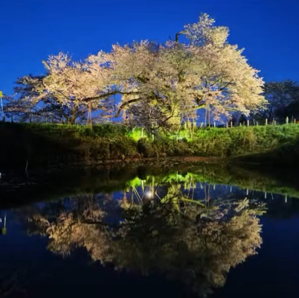浅井の一本桜