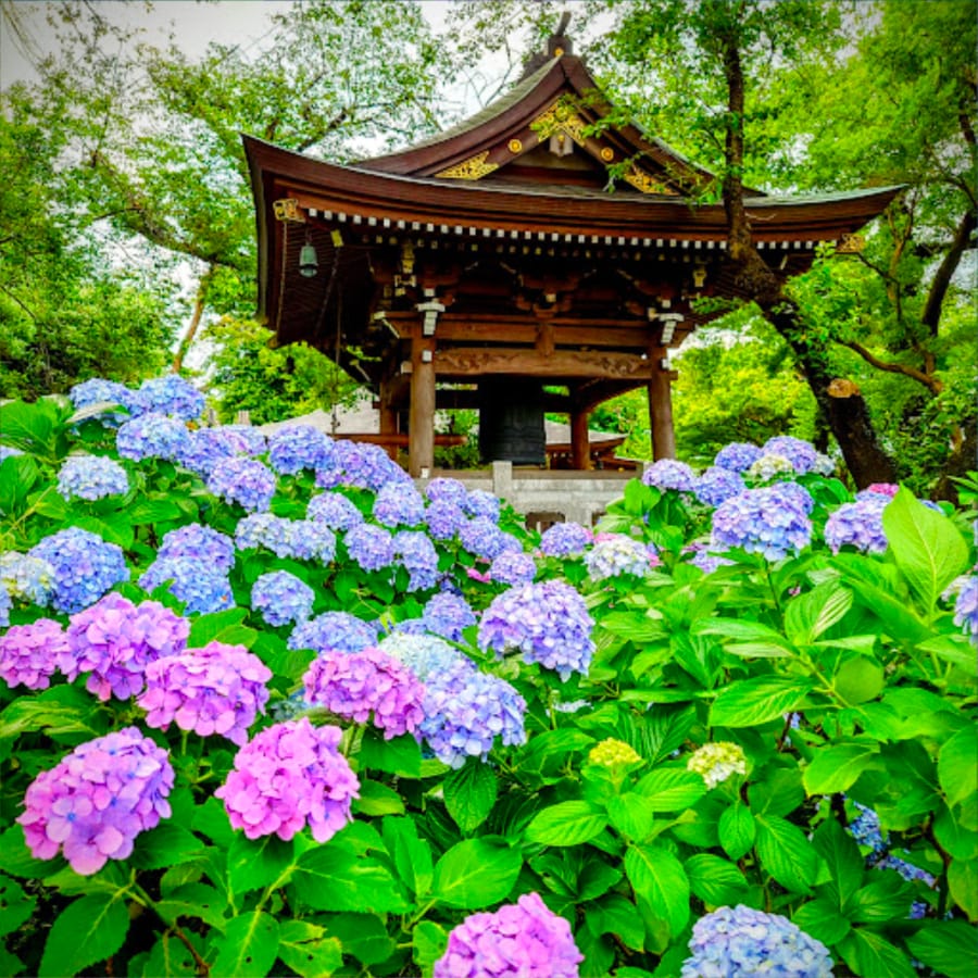 紫陽花寺の鐘撞堂