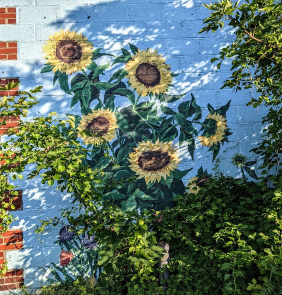 Sunflowers