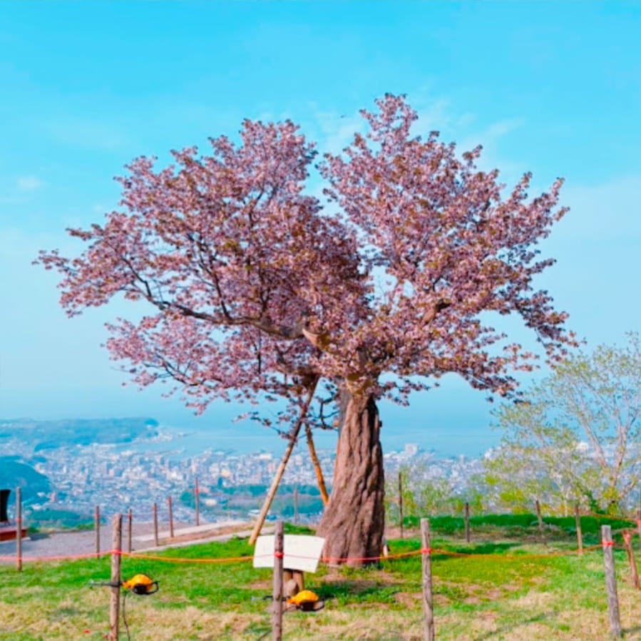 天狗桜