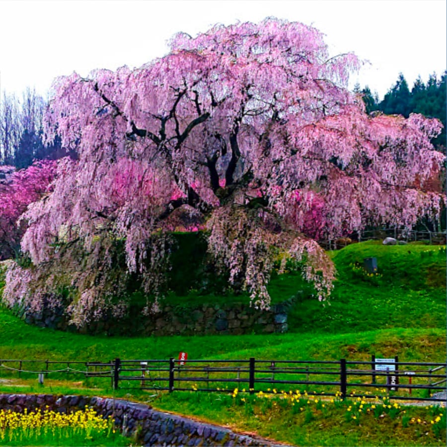 本郷の又兵衛桜