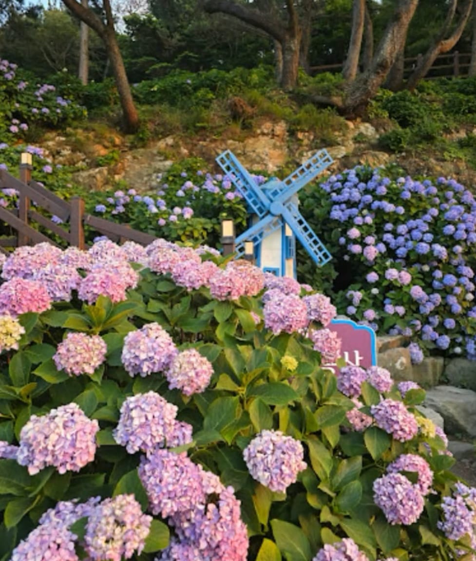 저구 수국동산