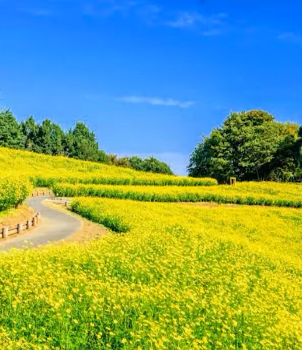 昭和記念公園 花の丘
