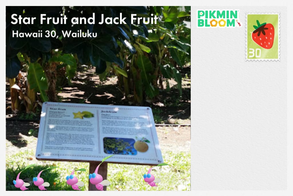 Star Fruit and Jack Fruit