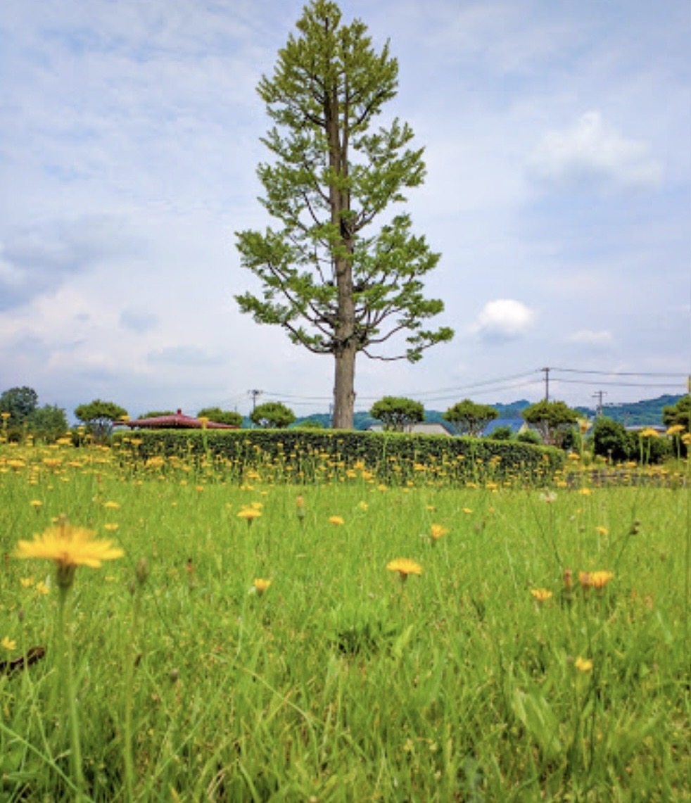 大塚山古墳の大銀杏