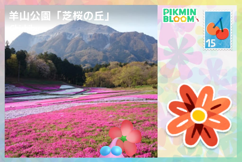 羊山公園芝櫻的丘